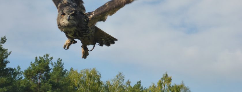 Auf Umwegen zum Falkenhof
