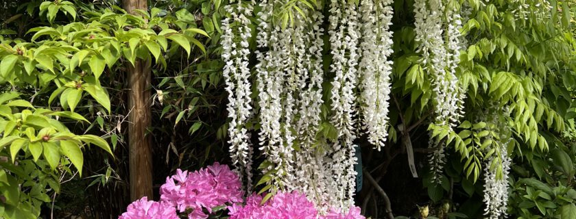 Die Damen mit dem grünen Daumen